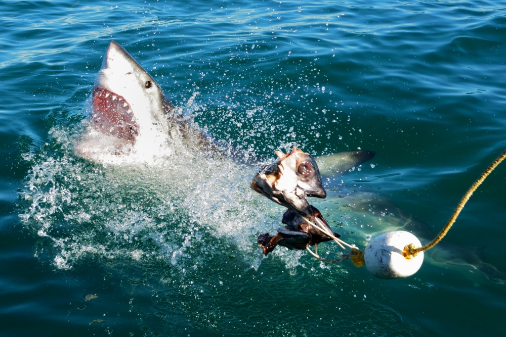 Shark Attack a Andrea Cavallini