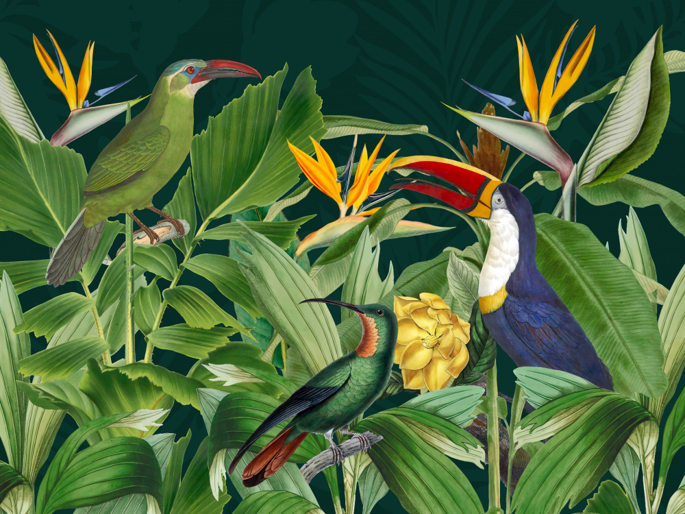 Rainforest Birds a Andrea Haase