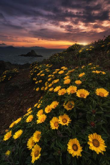 Yellow flowers