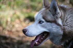 Husky Close Up