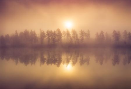 Tree Line