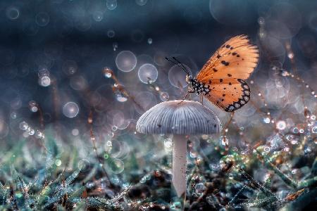 Butterfly and mushroom