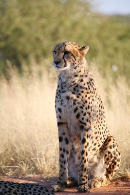 Gepard a Andreas Pollok