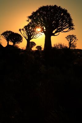 Köcherbaumwald Namibia a Andreas Pollok