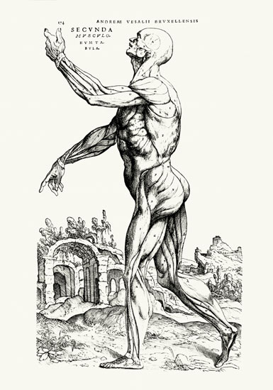 Musculature Structure of a Man (b/w neg & print) a Andreas Vesalius