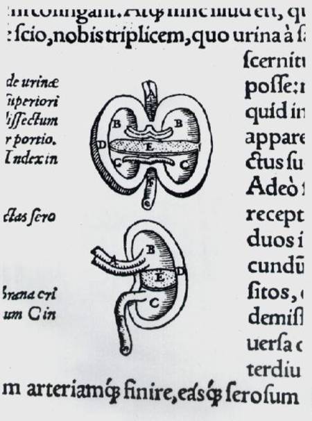 Kidney, two sections a Andreas Vesalius