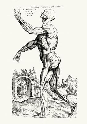 Musculature Structure of a Man (b/w neg & print)