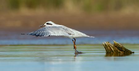 Gull-Billed Tern