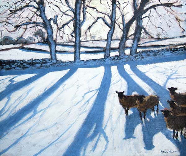 Sheep in snow, Derbyshire a Andrew  Macara