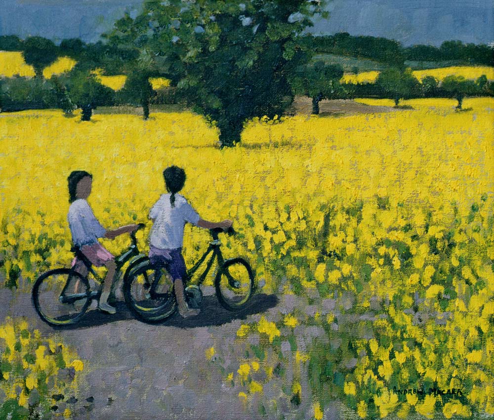 Yellow Field, Kedleston, Derby (oil on canvas)  a Andrew  Macara