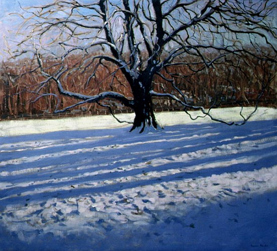 Large Tree, Snow, Calke Abbey (oil on canvas)  a Andrew  Macara