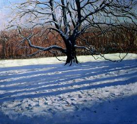 Large Tree, Snow, Calke Abbey (oil on canvas) 