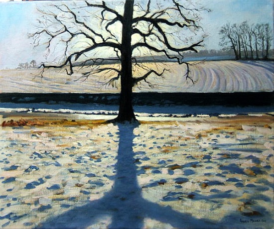 Tree and Shadow, Calke Abbey, Derbyshire a Andrew  Macara