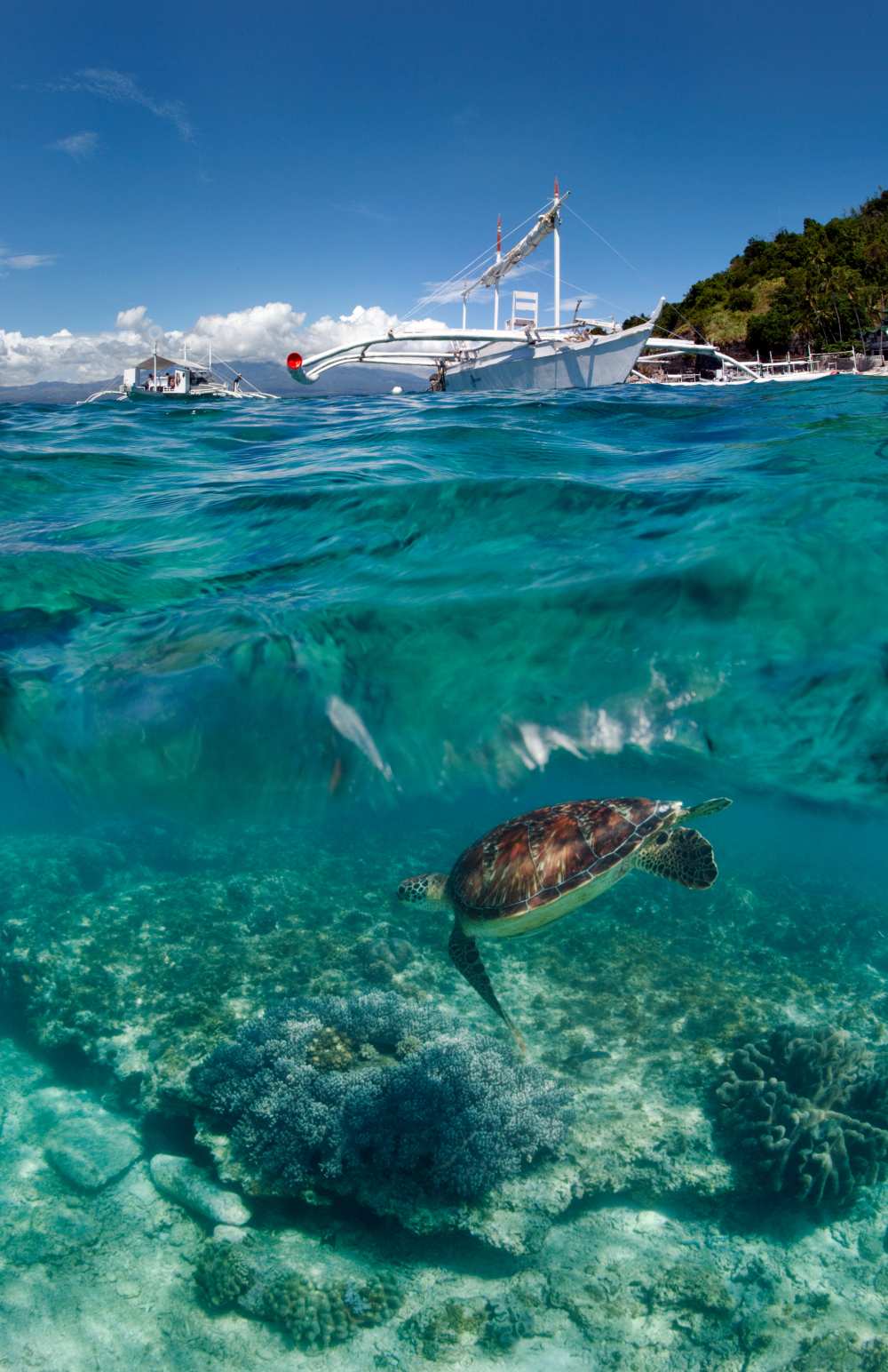 Dive to Philippines a Andrey Narchuk