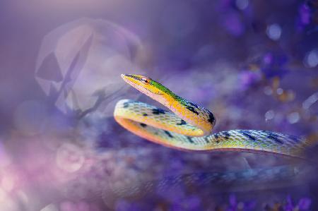 Tree Snake