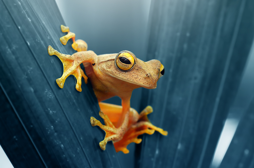 Frog - The Gold a Andri Priyadi