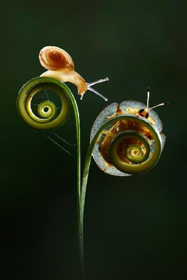 Snail with Ladybugs