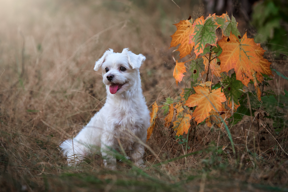 Autumn vibe... a Andrii Kazun