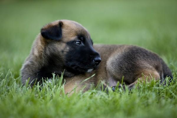 Malinois-Welpen 4 a Andy Hunger