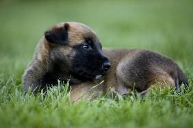 Malinois-Welpen 4