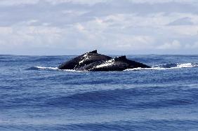 Request Greenland to hunt whales worries environmentalists