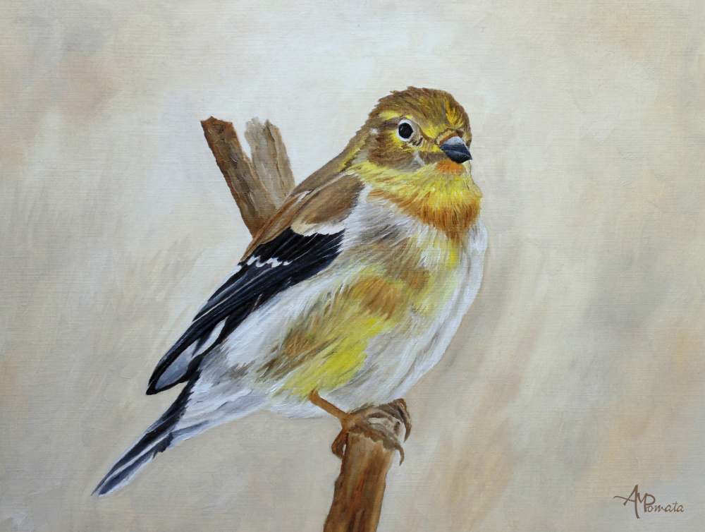 American Goldfinch Portrait a Angeles M. Pomata
