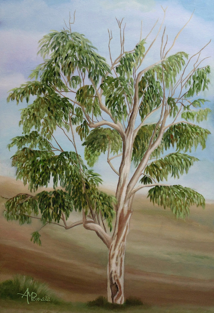 Eukalyptus a Angeles M. Pomata