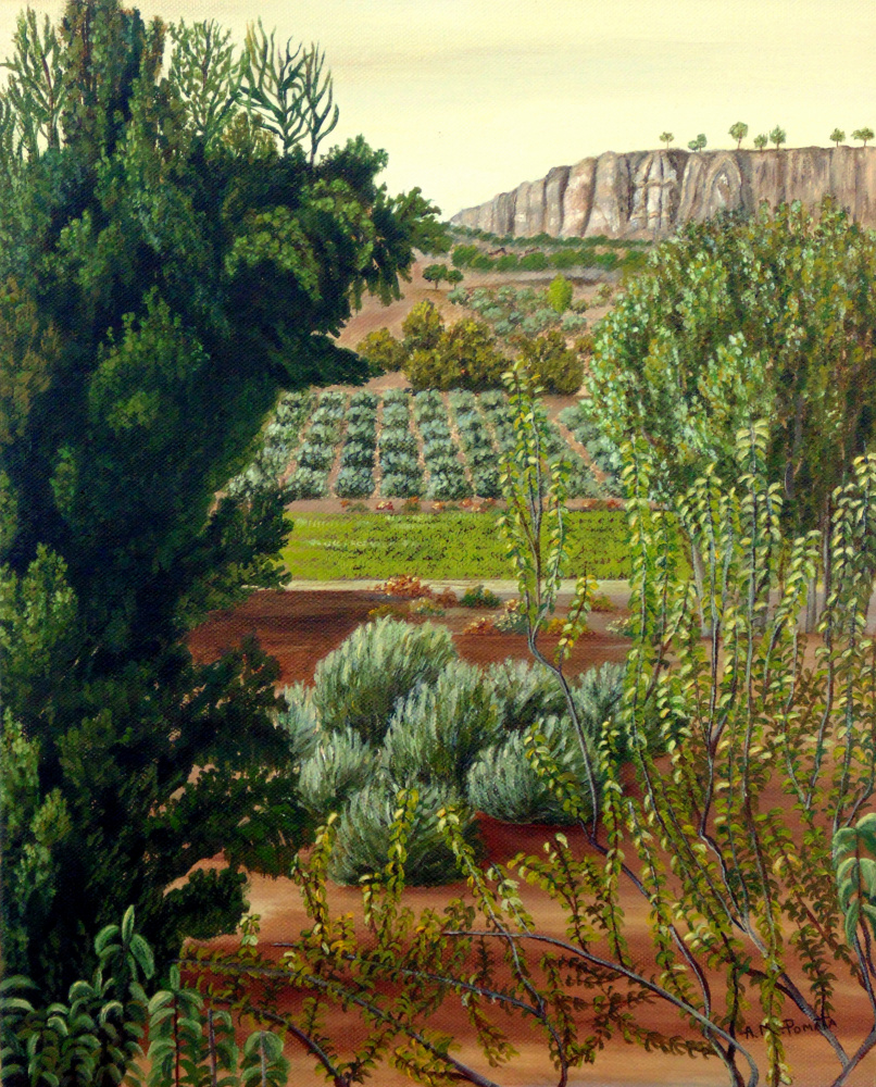 High Mountain Olive Trees a Angeles M. Pomata