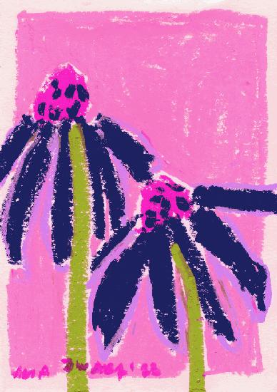 Echinacea   Pink
