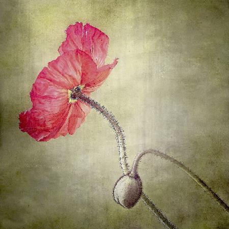 coquelicot