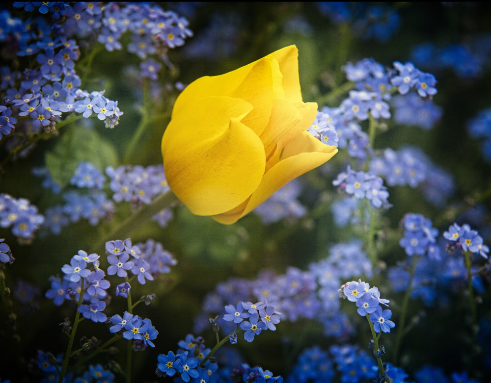 some flowers for Ukraine a Anna Cseresnjes