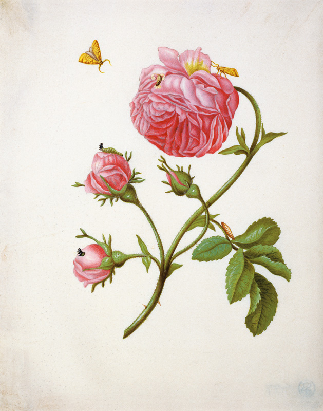 Rose with butterflies in different stands a Anna Maria Sibylla Merian