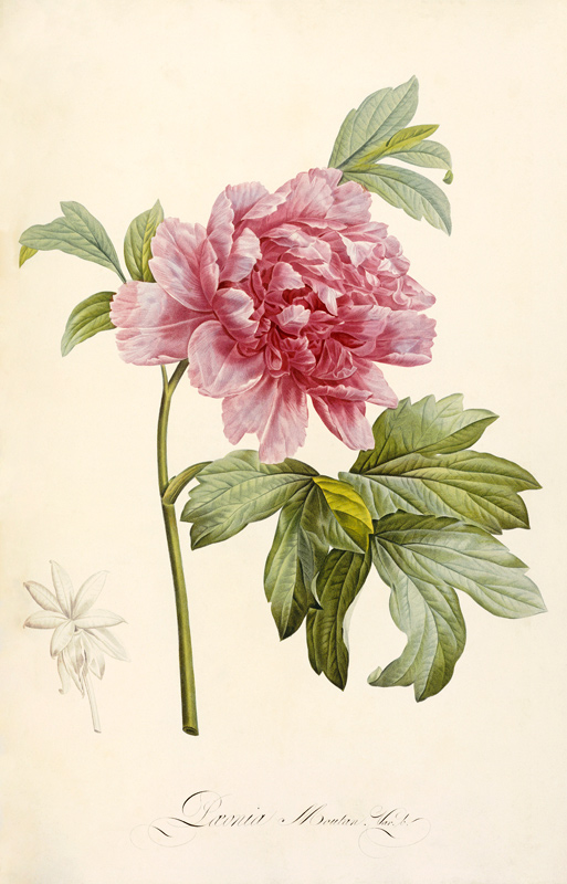 Hand Colored Engraving Of A Peony a Anna Maria Sibylla Merian