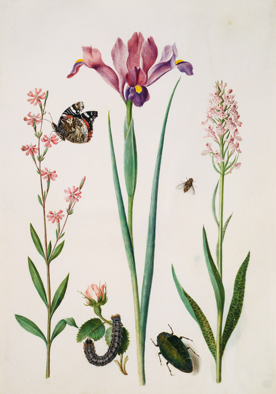 Catchfly with admiral, rose with fox moth, iris, hoverfly, jewel beetle and orchid a Anna Maria Sibylla Merian
