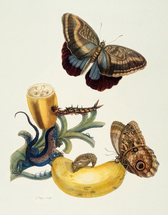 Bananenfrucht und Caligo (Musa sapientium und Caligo teucer). a Anna Maria Sibylla Merian
