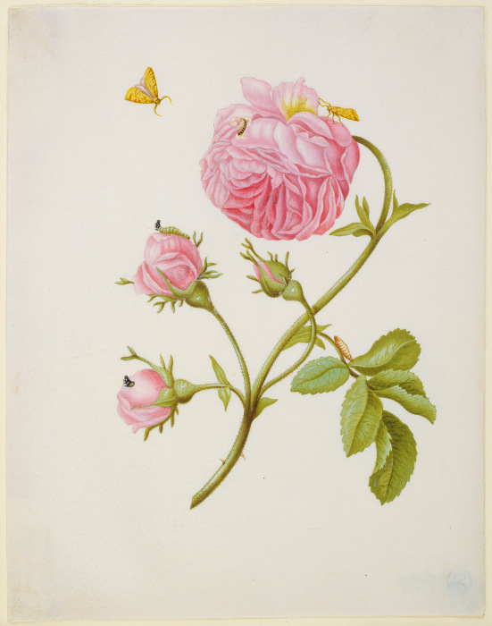 Rose with Metamorphosis of Leaf Roller and a Glued Beetle Larva a Anna Maria Sibylla Merian
