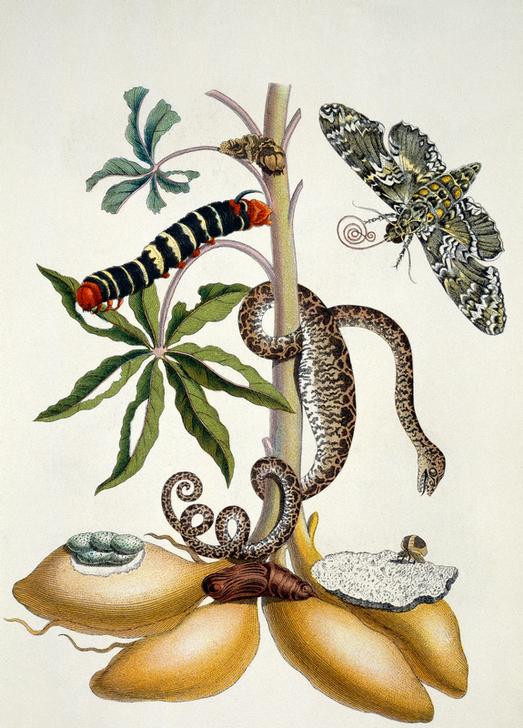 Maniok (Manihot utilissima) und Riesen-Pfeilschwanz (Nachtfalter) a Anna Maria Sibylla Merian