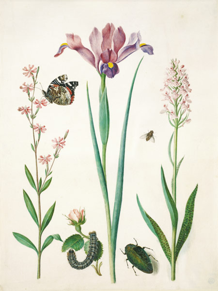 Pechnelke mit Admiral, Rose mit Brombeerspinner, Iris, Schwebfliege, Prachtkäfer und Knabenkraut. a Anna Maria Sibylla Merian