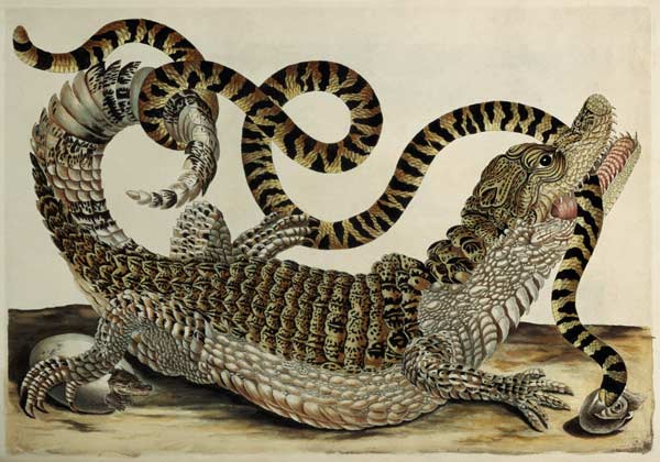 Alligator and Snake a Anna Maria Sibylla Merian