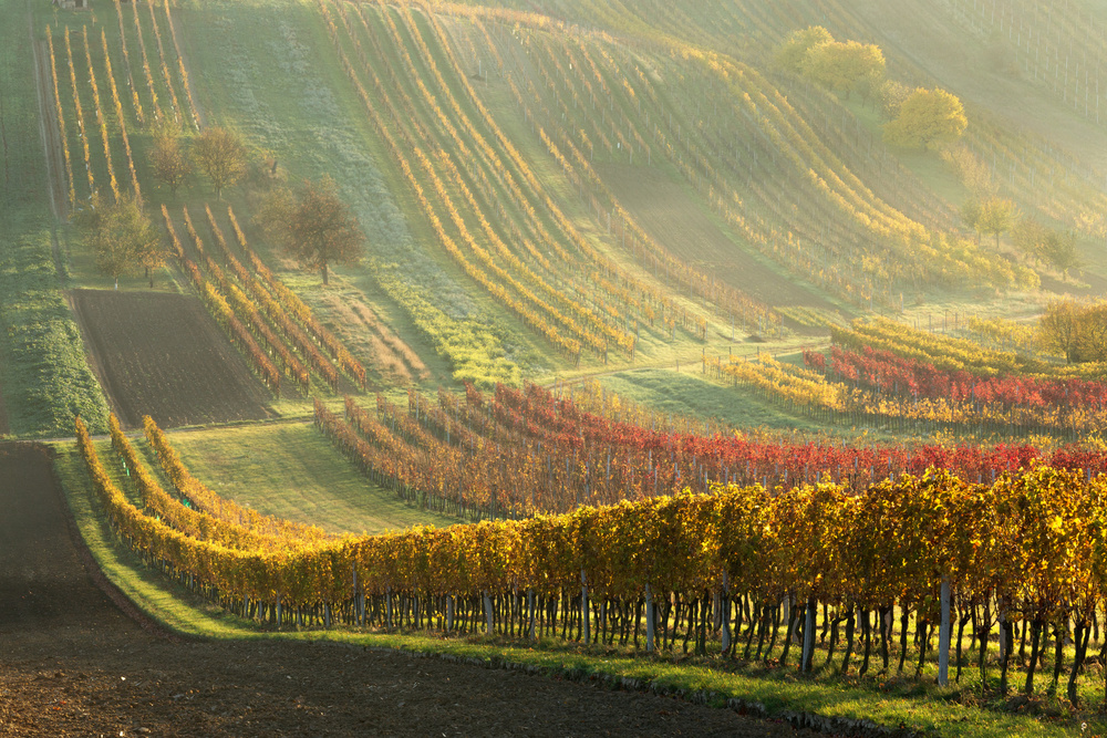 Autumn vineyards a Anna Pakutina