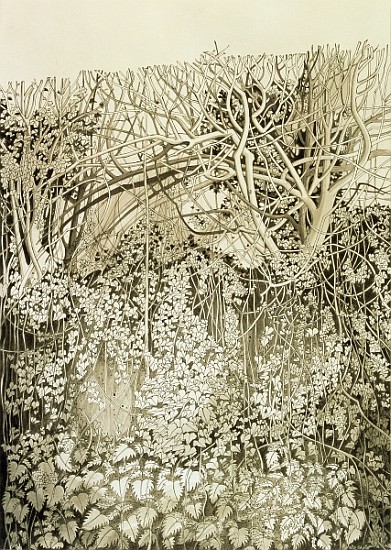 Hedge and Bank (pen & ink and wash on paper)  a Anna  Teasdale
