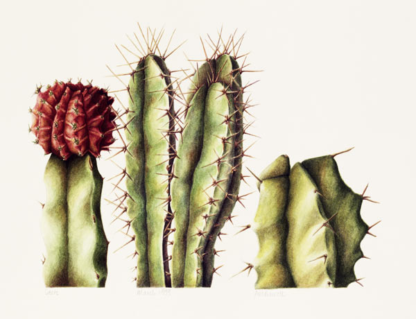 Cacti, 1999 (w/c on paper)  a Annabel  Barrett