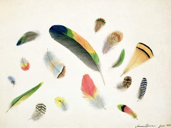 Studies of Feathers a Anne Bowen