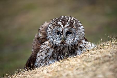 Tawny Owls