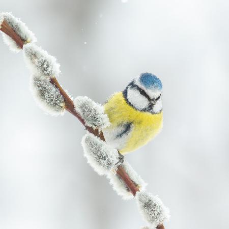 Blue tit in a white world.