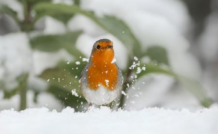 Robin in the snow.