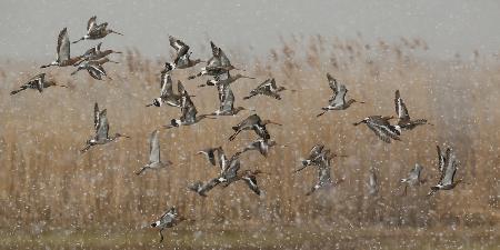 birds in a snowstorm