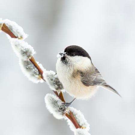 Willow tit in winter.