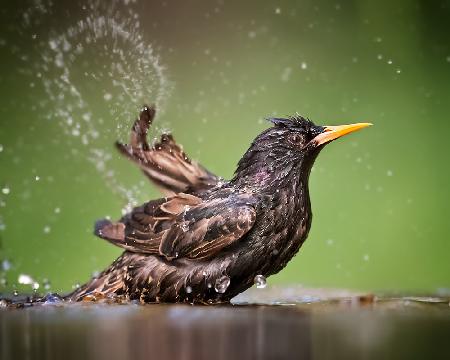 Painting with water