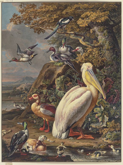 Ein Pelikan und eine Menge Wasservögel bei einer Eiche am Wasser, oben links fliegt eine Elster a Anonym